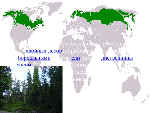 Хвойные леса на карте. Бореальные хвойные леса на карте. Тайга хвойные леса на карте.