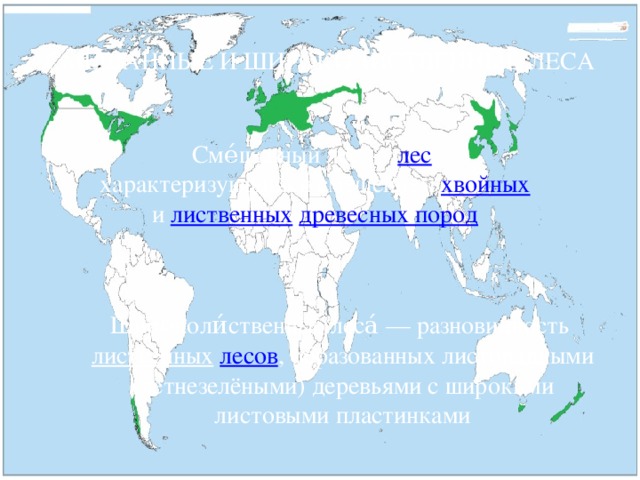 СМЕШАННЫЕ И ШИРОКОЛИСТВЕННЫЕ ЛЕСА Сме́шанный лес — лес , характеризующийся смешением хвойных и лиственных  древесных пород Широ́коли́ственные леса́ — разновидность лиственных  лесов , образованных листопадными (летнезелёными) деревьями с широкими листовыми пластинками 