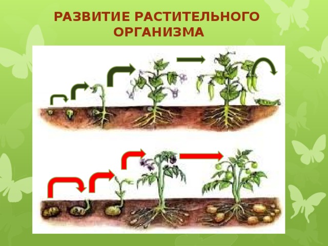 Определите последовательность развития растения. Развитие организма растения. Схема развития растений. Схема развития организма растения. Этапы развития в жизни растения.