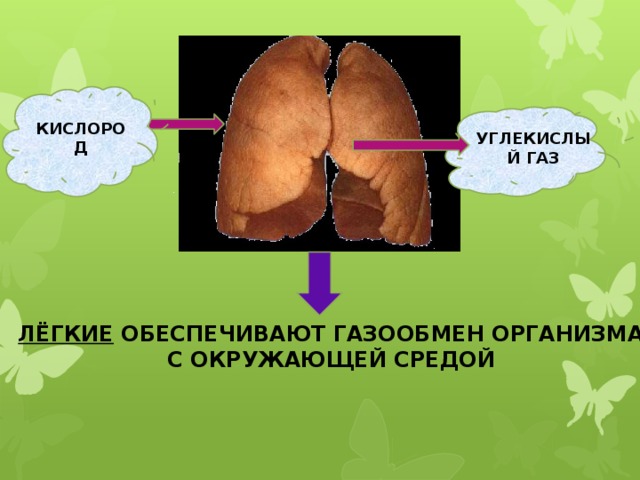 КИСЛОРОД УГЛЕКИСЛЫЙ ГАЗ ЛЁГКИЕ ОБЕСПЕЧИВАЮТ ГАЗООБМЕН ОРГАНИЗМА С ОКРУЖАЮЩЕЙ СРЕДОЙ 