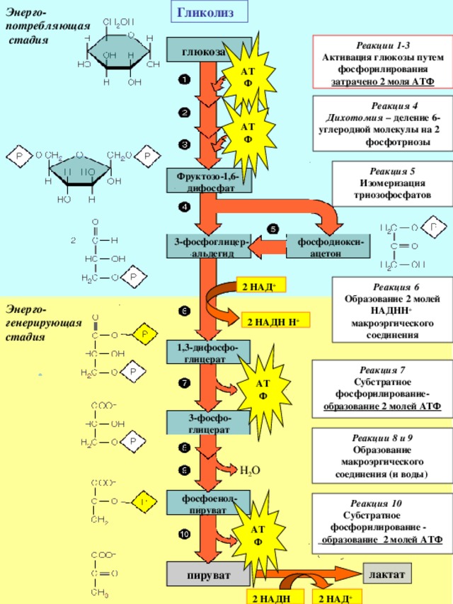 Схема реакций гликолиза