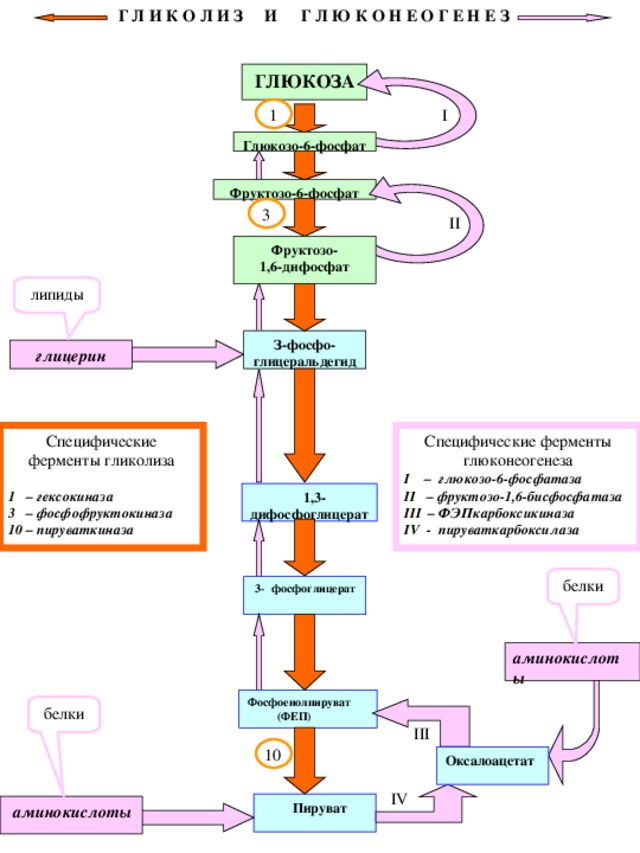 Г Л И К О Л И З И Г Л Ю К О Н Е О Г Е Н Е З  ГЛЮКОЗА  1 I Глюкозо-6-фосфат Фруктозо-6-фосфат    3 II Фруктозо- 1,6-дифосфат липиды З-фосфо- глицеральдегид глицерин Специфические ферменты глюконеогенеза I – глюкозо-6-фосфатаза II – фруктозо-1,6-бисфосфатаза III – ФЭПкарбоксикиназа IV - пируваткарбоксилаза Специфические ферменты гликолиза 1 – гексокиназа 3 – фосфофруктокиназа 10 – пируваткиназа   1,3-дифосфоглицерат белки  3- фосфоглицерат аминокислоты Фосфоенолпируват  (ФЕП) белки III 10 Оксалоацетат IV  Пируват  аминокислоты 