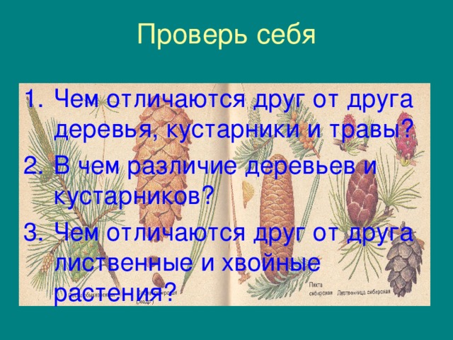 Чем отличаются кустарники друг от друга