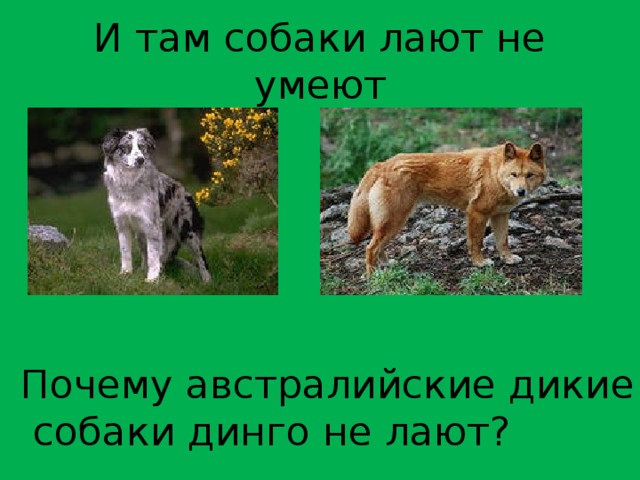 Почему собака лает. Почему собаки лают. Почему собаки умеют лаять. Волк не умеет лаять. Волки умеют лаять.