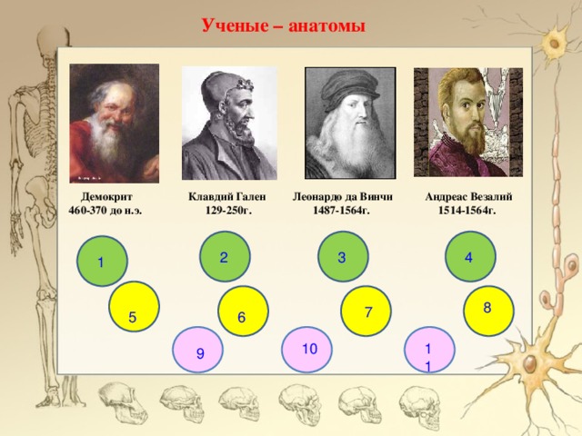 Ученые – анатомы Демокрит 460-370 до н.э. Леонардо да Винчи 1487-1564г. Клавдий Гален 129-250г. Андреас Везалий 1514-1564г. 2 4 3 1 8 7 5 6 10 11 9 