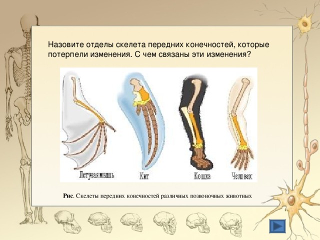 Рассмотрите рисунок с изображением передних конечностей позвоночных животных какой термин