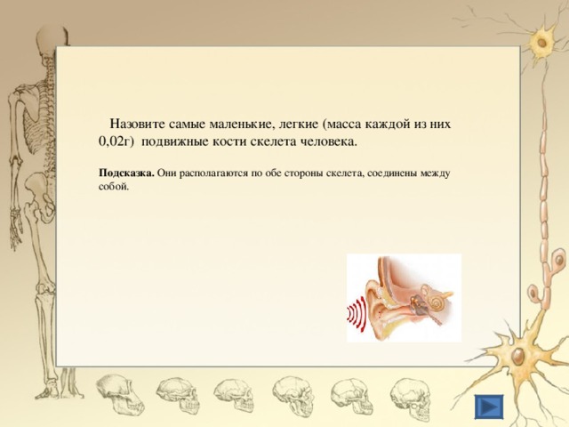  Назовите самые маленькие, легкие (масса каждой из них 0,02г) подвижные кости скелета человека. Подсказка. Они располагаются по обе стороны скелета, соединены между собой. 