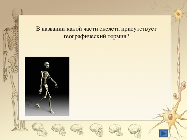 В названии какой части скелета присутствует географический термин? 