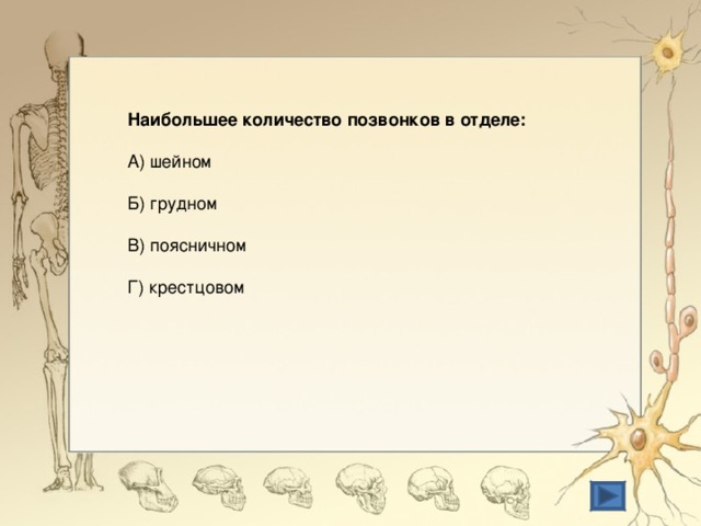 Наибольшее количество позвонков в отделе: А) шейном Б) грудном В) поясничном Г) крестцовом 