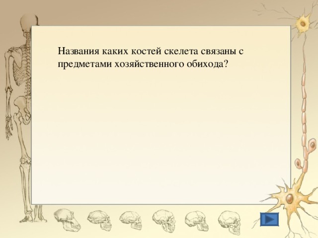 Названия каких костей скелета связаны с предметами хозяйственного обихода? 