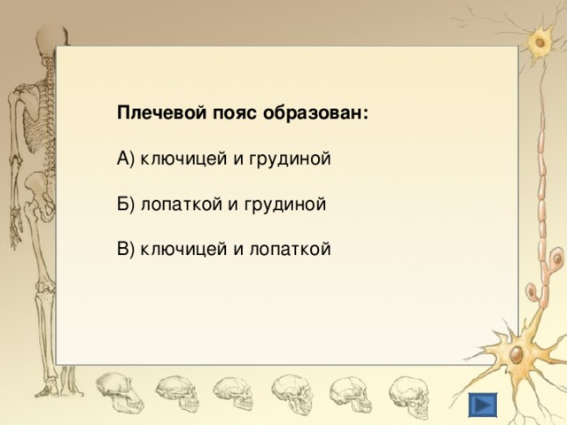 Плечевой пояс образован: А) ключицей и грудиной Б) лопаткой и грудиной В) ключицей и лопаткой 