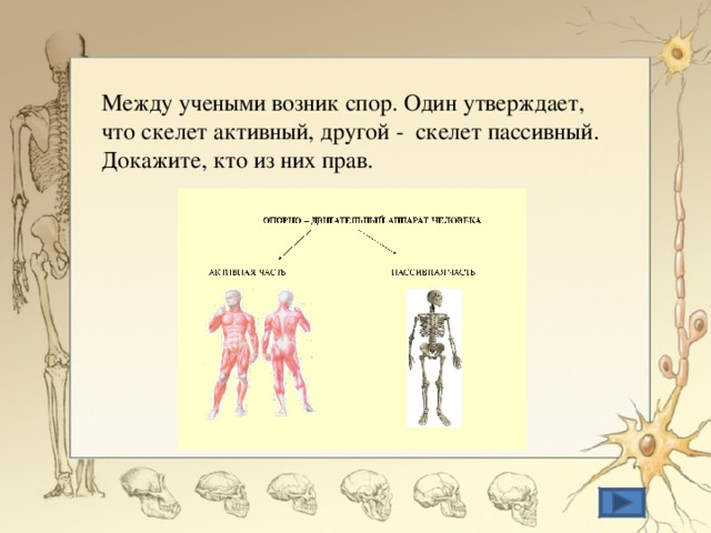 Между учеными возник спор. Один утверждает, что скелет активный, другой - скелет пассивный. Докажите, кто из них прав. 