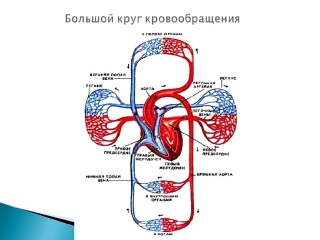 Движение крови биология 8 класс. Схема строения большого круга кровообращения. Большой и малый круги кровообращения у человека анатомия. Большой и малый круг кровообращения схема. Малый круг кровообращения человека схема 8 класс.