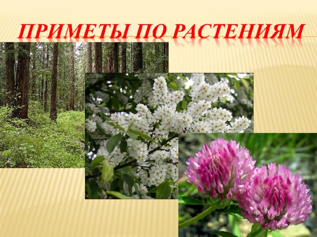 Примета цветов. Приметы за растениями природы. Народные приметы о растениях. Приметы по растениям. Народные приметы за растениями.