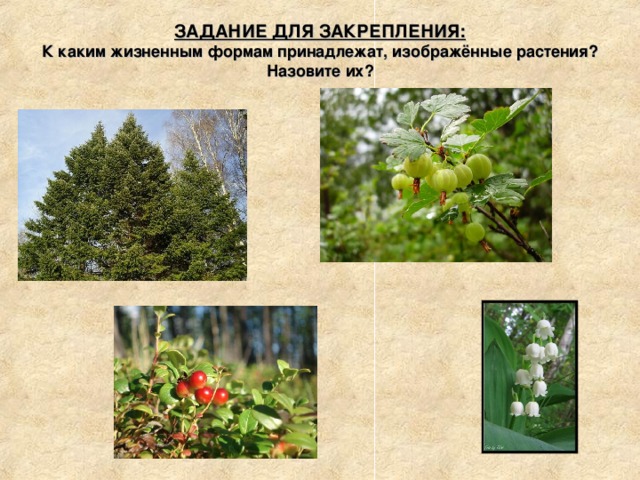 Презентация к уроку по теме: Покрытосеменные, или Цветковые растения. 5 класс