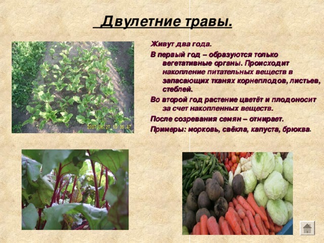 Приведите примеры однолетних двулетних и многолетних растений