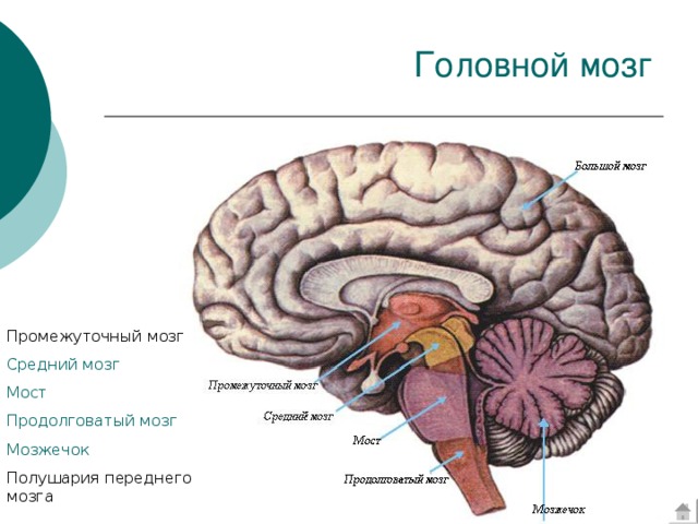 Промежуточный мозг Средний мозг Мост Продолговатый мозг Мозжечок Полушария переднего мозга 