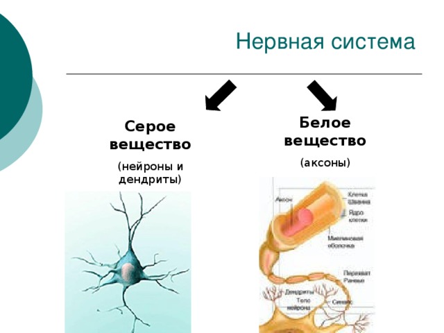 Белое вещество (аксоны) Серое вещество (нейроны и дендриты) 
