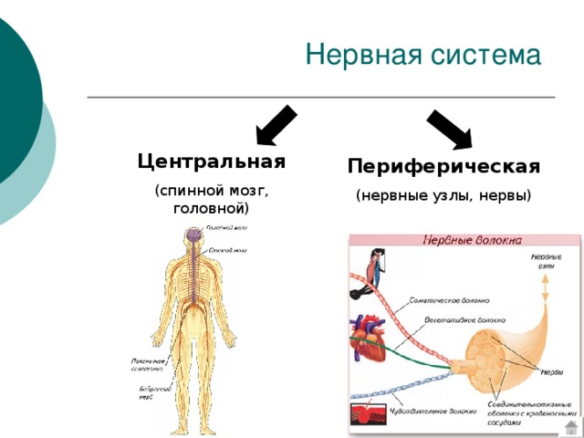 Центральная (спинной мозг, головной) Периферическая (нервные узлы, нервы) 