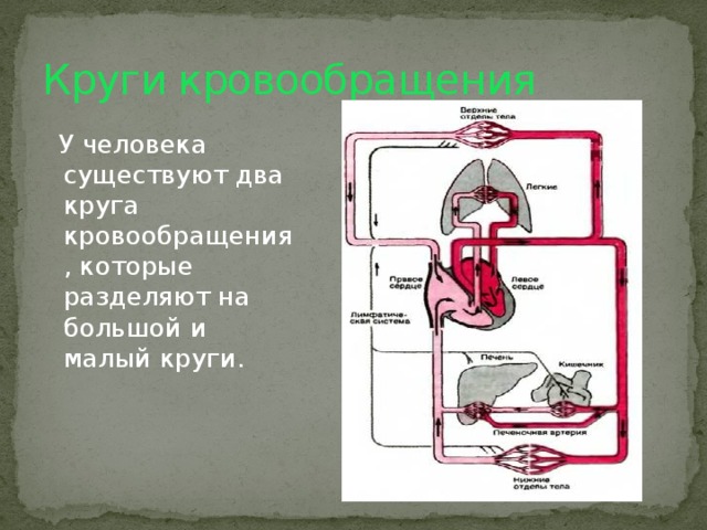 Круги кровообращения человека схема простая