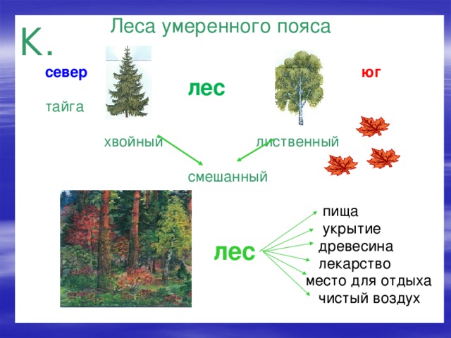 Лиственные и хвойные деревья 1 класс окружающий мир презентация