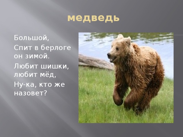  медведь Большой, Спит в берлоге он зимой. Любит шишки, любит мёд, Ну-ка, кто же назовет? 