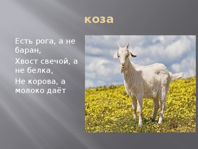 коза Есть рога, а не баран, Хвост свечой, а не белка, Не корова, а молоко даёт 