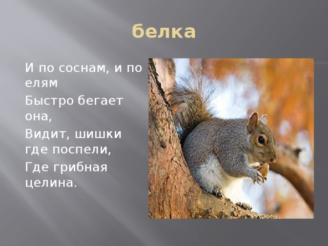 белка И по соснам, и по елям Быстро бегает она, Видит, шишки где поспели, Где грибная целина. 