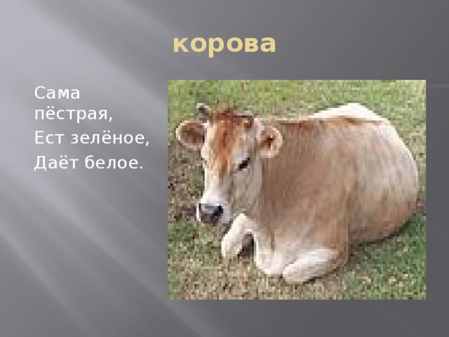 корова Сама пёстрая, Ест зелёное, Даёт белое. 