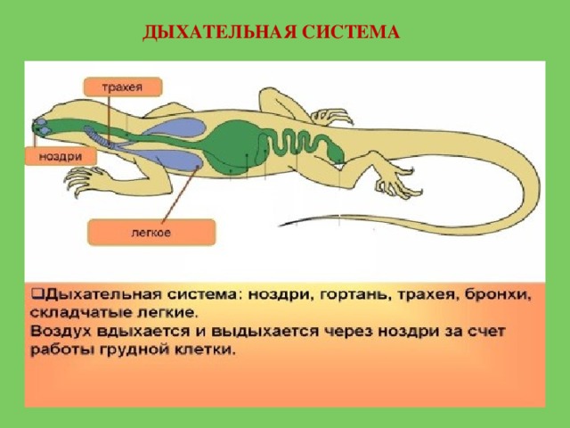 Пищеварительная система ящерицы схема