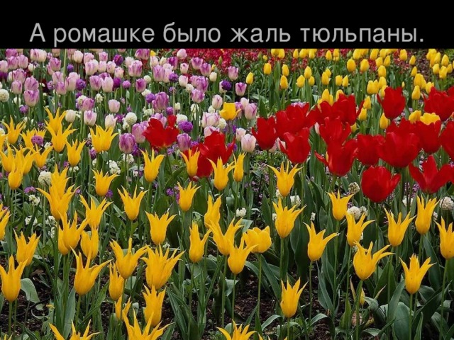 А ромашке было жаль тюльпаны.   