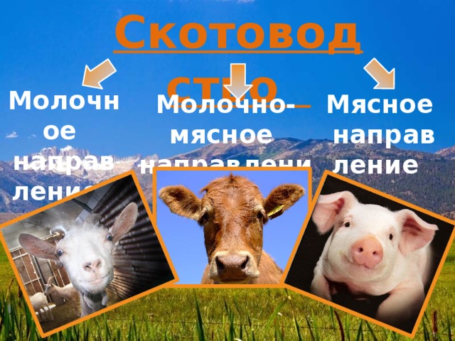 Скотоводство Молочное направление Молочно-мясное Мясное направление направление 