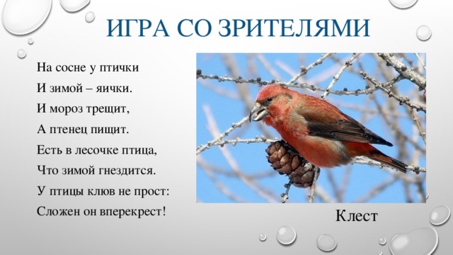 Сороки трещат или пищат. Есть в лесочке птица что зимой гнездится. Птица зимою трещит. Птица зимой гнездится клюв в Перекрест. Загадка есть в лесочке птица что зимой гнездится у птицы клюв не.