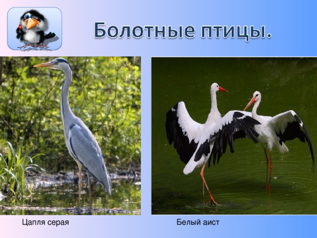 Аист журавль цапля отличия фото