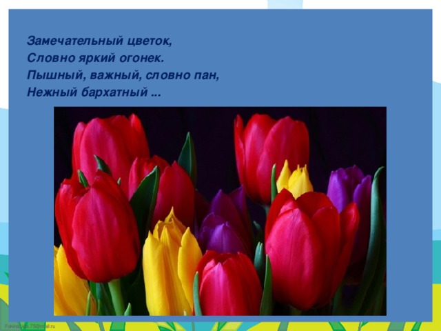    Замечательный цветок, Словно яркий огонек. Пышный, важный, словно пан, Нежный бархатный ...   