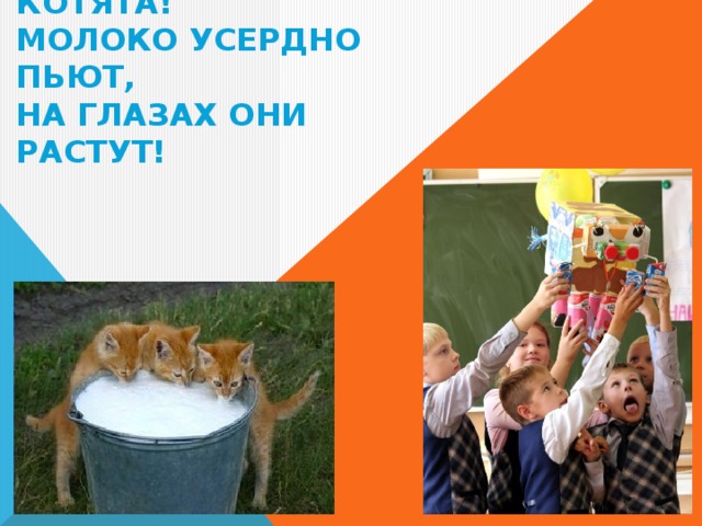 ПОСМОТРИТЕ-КА, РЕБЯТА,  ЧТО ЗА УМНЫЕ КОТЯТА!  МОЛОКО УСЕРДНО ПЬЮТ,  НА ГЛАЗАХ ОНИ РАСТУТ! 