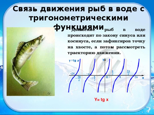 Связь движения рыб в воде с тригонометрическими функциями Движение рыб в воде происходит по закону синуса или косинуса, если зафиксиров точку на хвосте, а потом рассмотреть траекторию движения. Y= tg x 