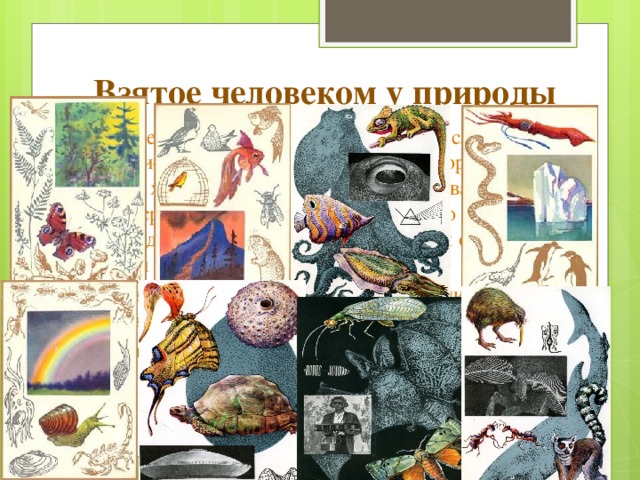 Взятое человеком у природы Человек перенял у природы очень многое, если не сказать все. Умение разводить огонь, прятаться в норку от непогоды, хранить пищу про запас, маскироваться под окружаю среду и еще много других вещей, о которых мы знаем так давно, что уже и не задумываемся об их появлении в нашей жизни. С тех пор, благодаря бионике, в нашей жизни появилось множество замечательных вещей. Самые интересные из них: 