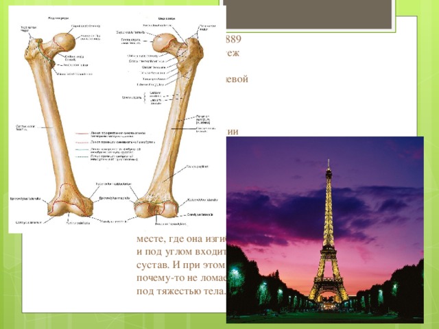 Густаф Эйфель в 1889 году построил чертеж Эйфелевой башни. Конструкция Эйфлевой башни основана на научной работе швейцарского профессора анатомии Хермана фон Мейера. За 40 лет до сооружения парижского инженерного чуда профессор исследовал костную структуру головки бедренной кости в том месте, где она изгибается и под углом входит в сустав. И при этом кость почему-то не ломается под тяжестью тела. 