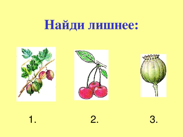 Найди лишнее:  1. 2. 3. 