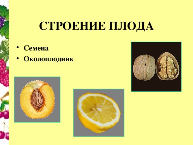 СТРОЕНИЕ ПЛОДА Семена Околоплодник 