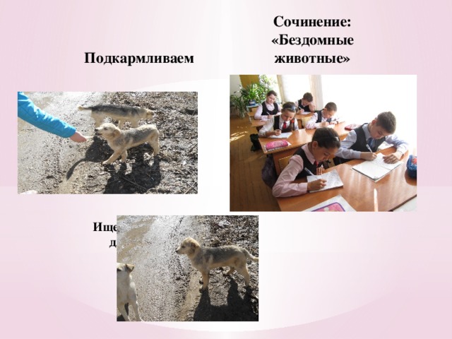 Эссе бездомные животные на английском. Эссе бездомные животные на английском. Эссе бездомные животные на английском. Как помочь бездомным животным сочинение. Презентация про бездомных животных.