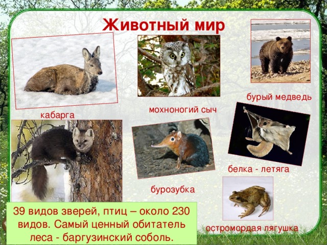 что такое заповедник 3 класс. Смотреть фото что такое заповедник 3 класс. Смотреть картинку что такое заповедник 3 класс. Картинка про что такое заповедник 3 класс. Фото что такое заповедник 3 класс