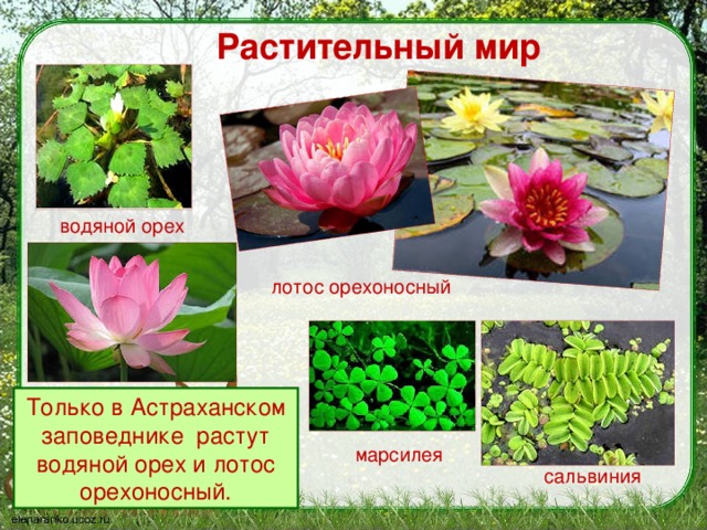 что такое заповедник 3 класс. Смотреть фото что такое заповедник 3 класс. Смотреть картинку что такое заповедник 3 класс. Картинка про что такое заповедник 3 класс. Фото что такое заповедник 3 класс