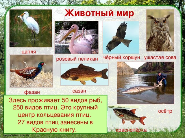 что такое заповедник 3 класс. Смотреть фото что такое заповедник 3 класс. Смотреть картинку что такое заповедник 3 класс. Картинка про что такое заповедник 3 класс. Фото что такое заповедник 3 класс