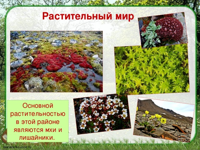 что такое заповедник 3 класс. Смотреть фото что такое заповедник 3 класс. Смотреть картинку что такое заповедник 3 класс. Картинка про что такое заповедник 3 класс. Фото что такое заповедник 3 класс
