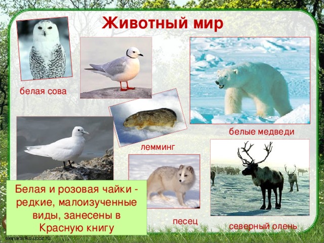 что такое заповедник 3 класс. Смотреть фото что такое заповедник 3 класс. Смотреть картинку что такое заповедник 3 класс. Картинка про что такое заповедник 3 класс. Фото что такое заповедник 3 класс