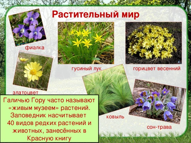 что такое заповедник 3 класс. Смотреть фото что такое заповедник 3 класс. Смотреть картинку что такое заповедник 3 класс. Картинка про что такое заповедник 3 класс. Фото что такое заповедник 3 класс