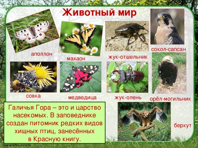 что такое заповедник 3 класс. Смотреть фото что такое заповедник 3 класс. Смотреть картинку что такое заповедник 3 класс. Картинка про что такое заповедник 3 класс. Фото что такое заповедник 3 класс
