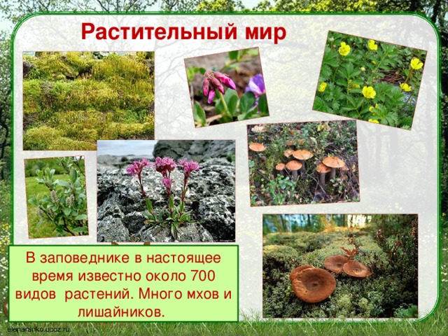 что такое заповедник 3 класс. Смотреть фото что такое заповедник 3 класс. Смотреть картинку что такое заповедник 3 класс. Картинка про что такое заповедник 3 класс. Фото что такое заповедник 3 класс